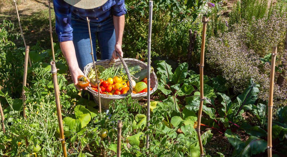 Disoccupazione agricola