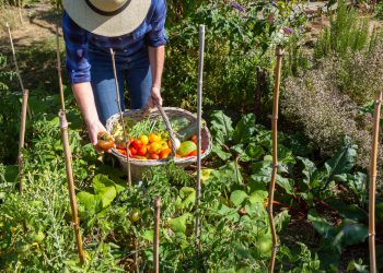 Disoccupazione agricola